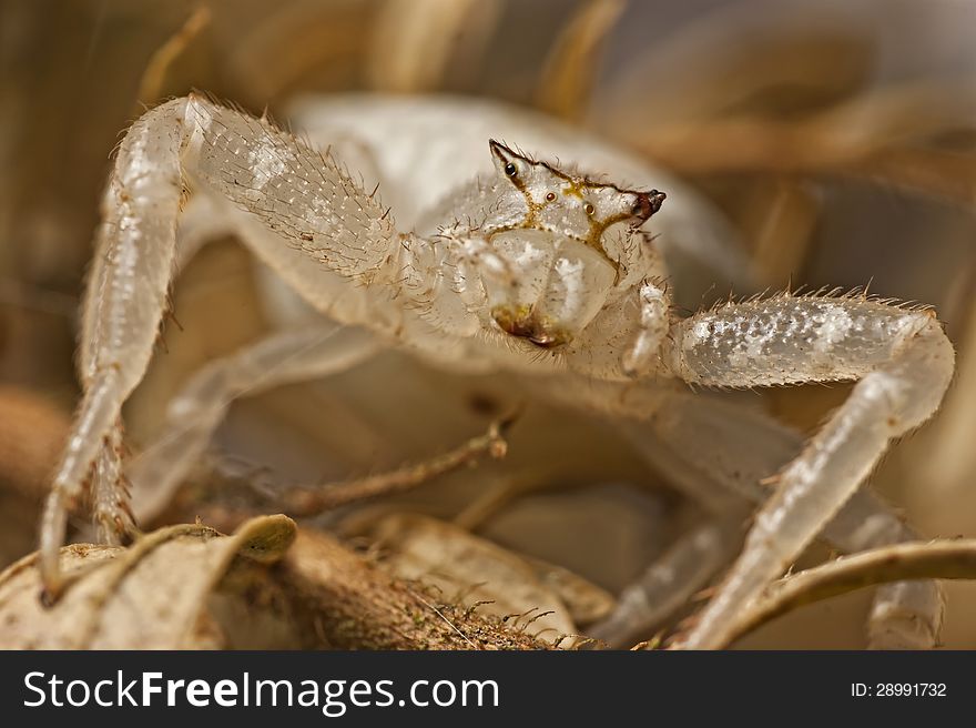 A member of the Thomisidae Family under the Class Arachnida, the Crab Spider seen here sitting on some dead leaves. A member of the Thomisidae Family under the Class Arachnida, the Crab Spider seen here sitting on some dead leaves.