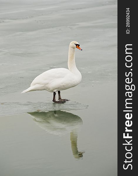 White swan stands on thin ice. White swan stands on thin ice