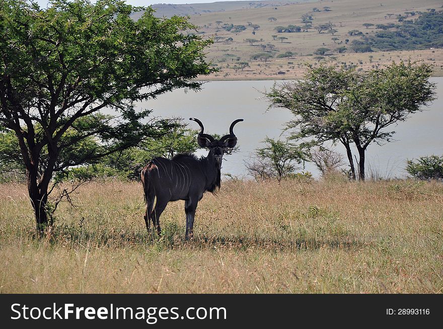 A male Kudu resting under a tree in a nature reserve