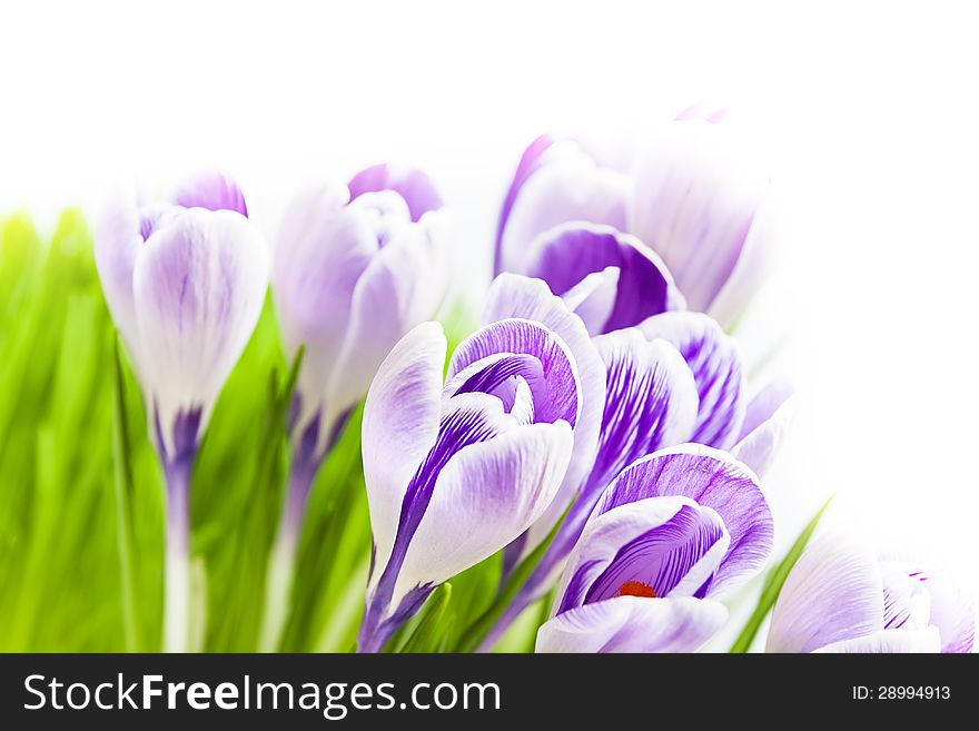 Spring sereis: Crocus flower on white background. Spring sereis: Crocus flower on white background