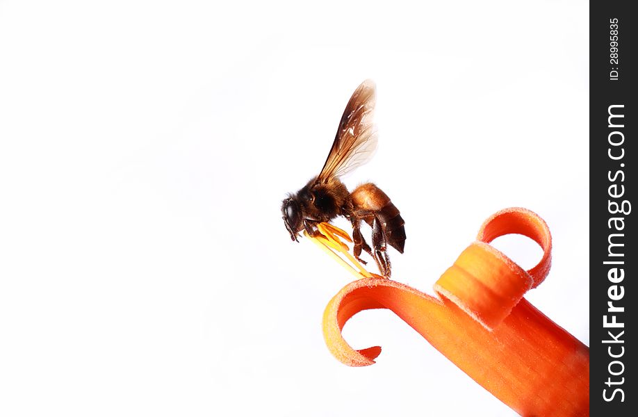 Honeybee standing on orange flower , isolated against white background.