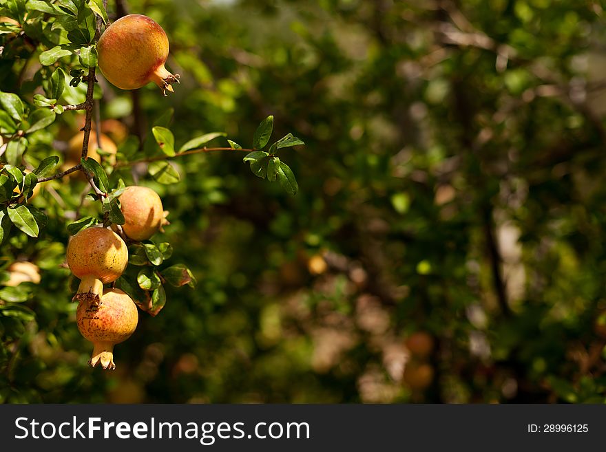 Mature yellow pomegranates on branch