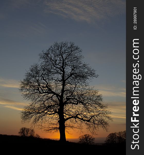 A bare tree backlit by a colourful sunset on a winter evening. A bare tree backlit by a colourful sunset on a winter evening.