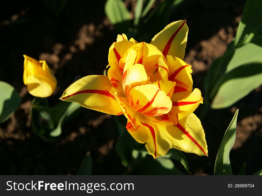 Stripped yellow and red double tulip