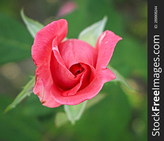 Little Rose From My Garden