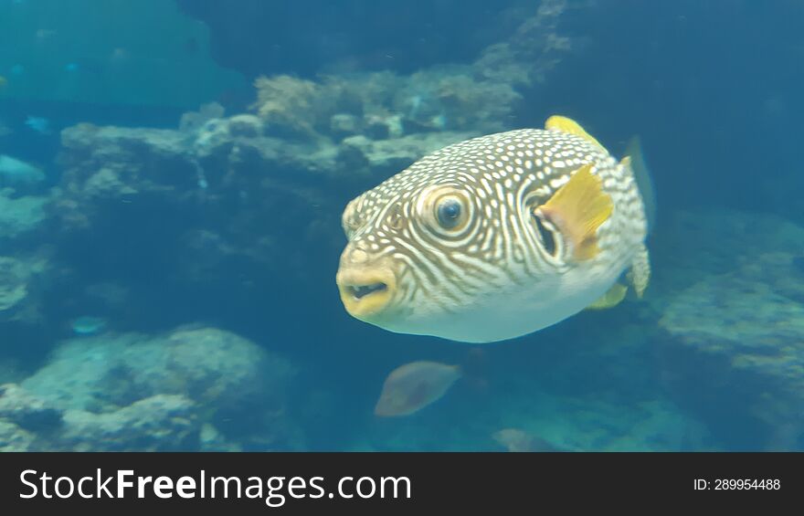 A colorful tropical fish inside of a big water tank in Okinawa. A colorful tropical fish inside of a big water tank in Okinawa.