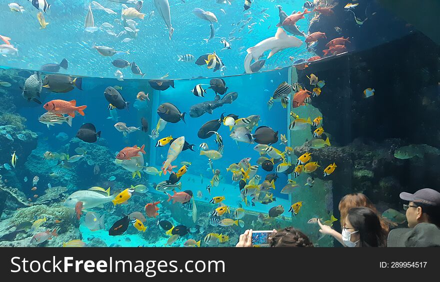 Colorful tropical fishes inside of a big water tank in Okinawa