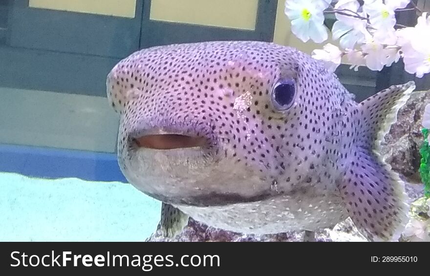 Colorful tropical fish with cute face. Located inside of a large water tank at a shopping center in Okinawa. Colorful tropical fish with cute face. Located inside of a large water tank at a shopping center in Okinawa.