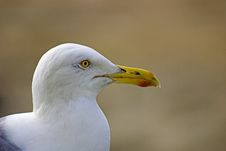 Seagull Royalty Free Stock Photos