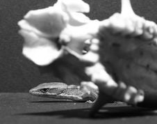 Close-up Of A Marmot Skull And Alligator Lizard Royalty Free Stock Image Close-up Of A Marmot Skull And Alligator Lizard Royalty Free Stock Image