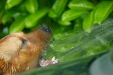 Thirsty Dog Royalty Free Stock Photos Thirsty Dog Royalty Free Stock Photos