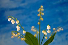 Lily Of The Valley Stock Photos Lily Of The Valley Stock Photos