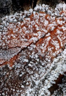 Frozen Leaf (macro) Royalty Free Stock Photos Frozen Leaf (macro) Royalty Free Stock Photos
