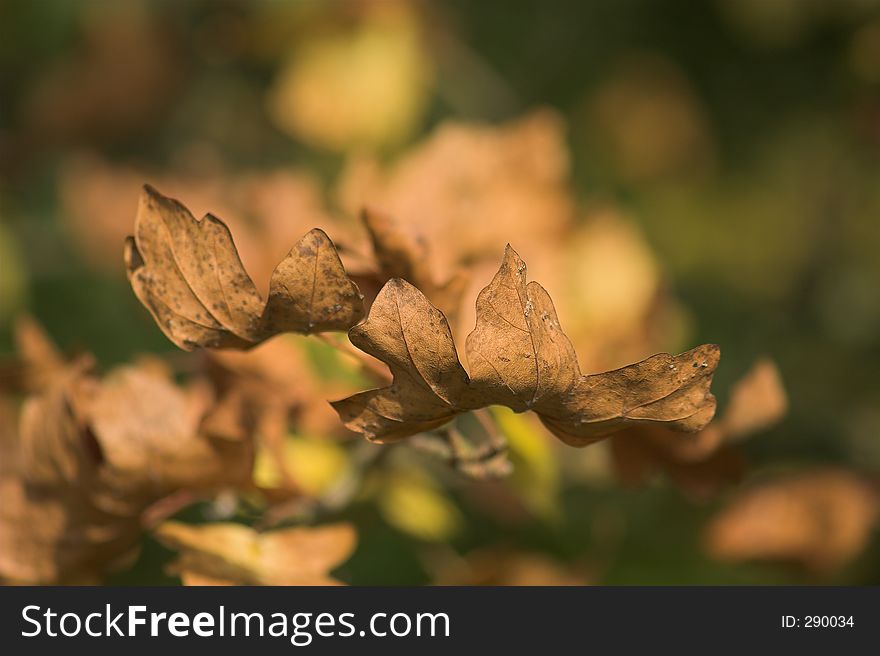 Shot a 2 golden brown leaves falling to earth