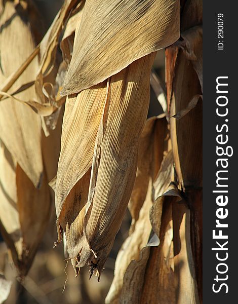 Husk-enclosed ear of corn, ready for harvest. Husk-enclosed ear of corn, ready for harvest