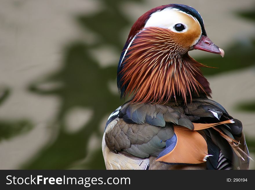 Colourful Chinese duck. Colourful Chinese duck