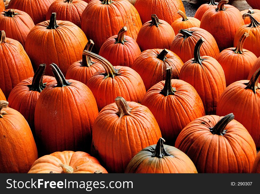 Lots of pumpkins