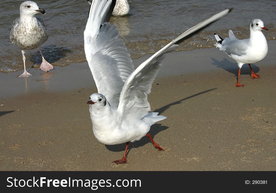 Seagulls #3