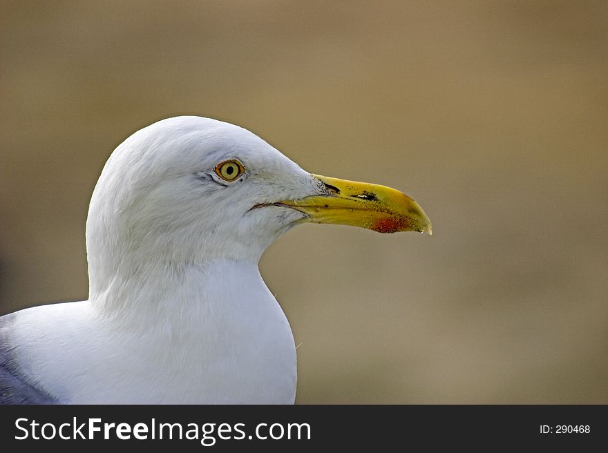 Seagull