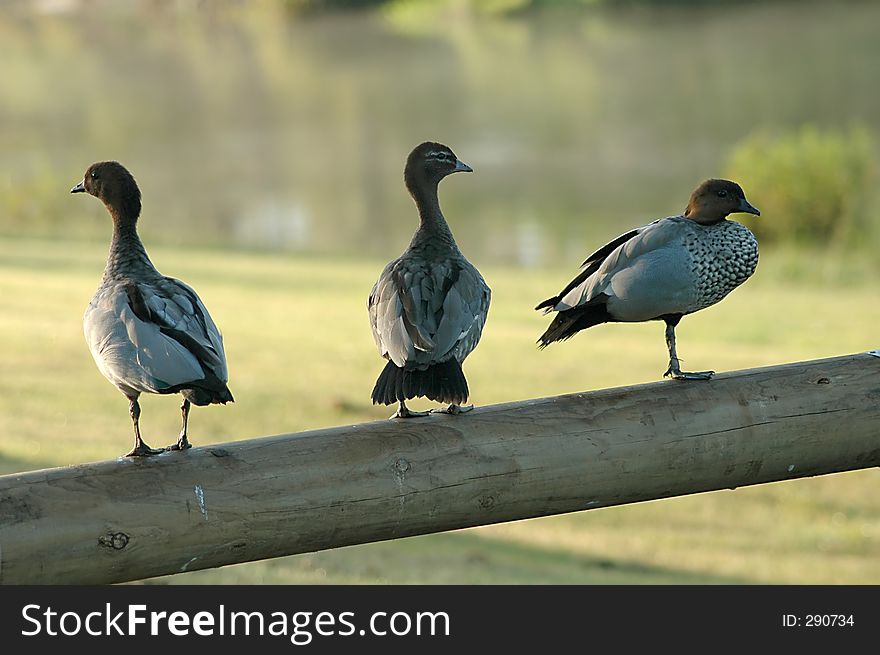3 Ducks On A Fence