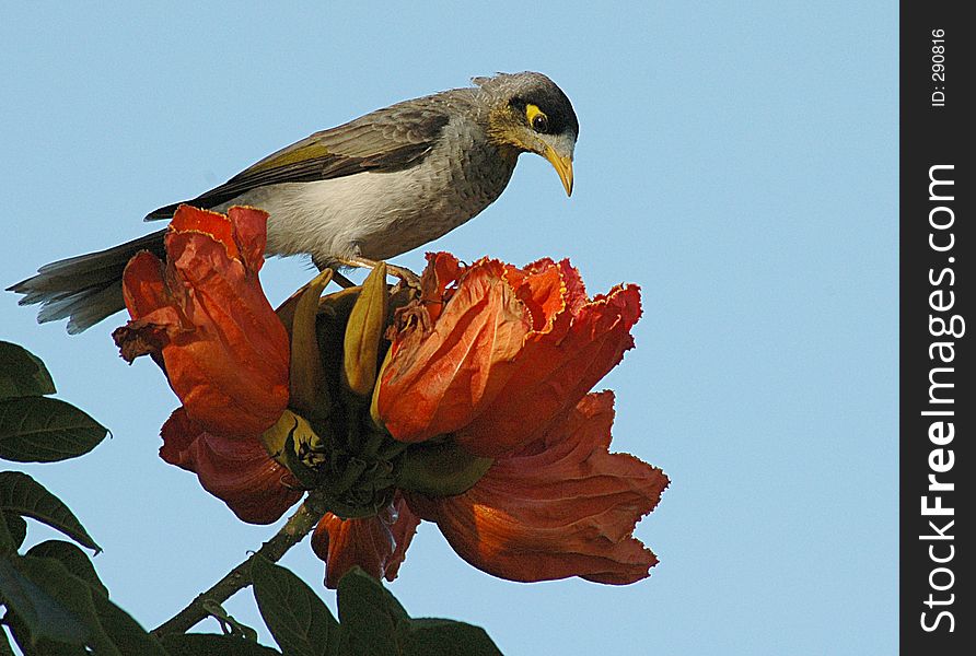 Noisy Miner bird on an African Tulip Blossom. Noisy Miner bird on an African Tulip Blossom.