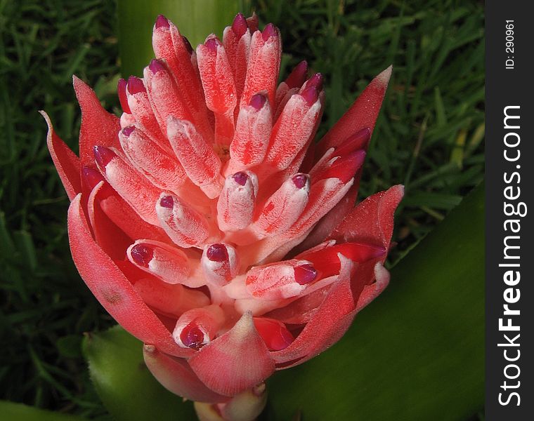 Flower-Bromiliad-red