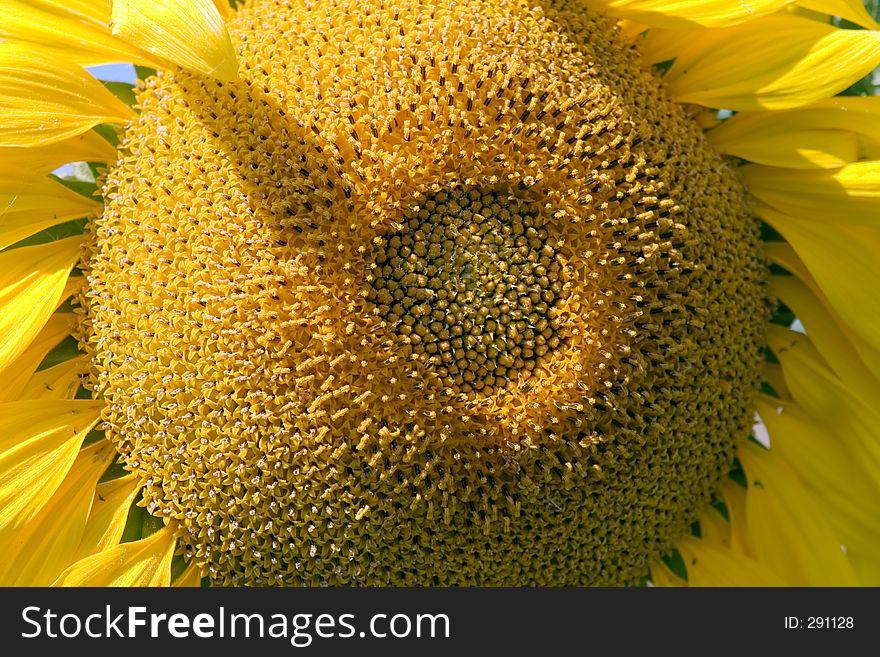 The sunflower clouse up