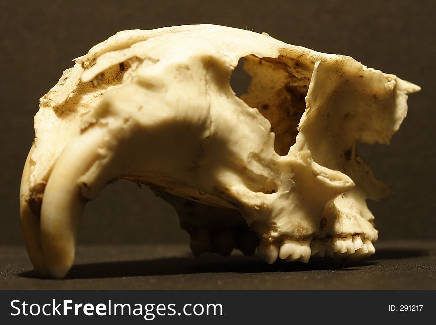 This is a Marmot skull my dog found on a backpack trip in the sierras