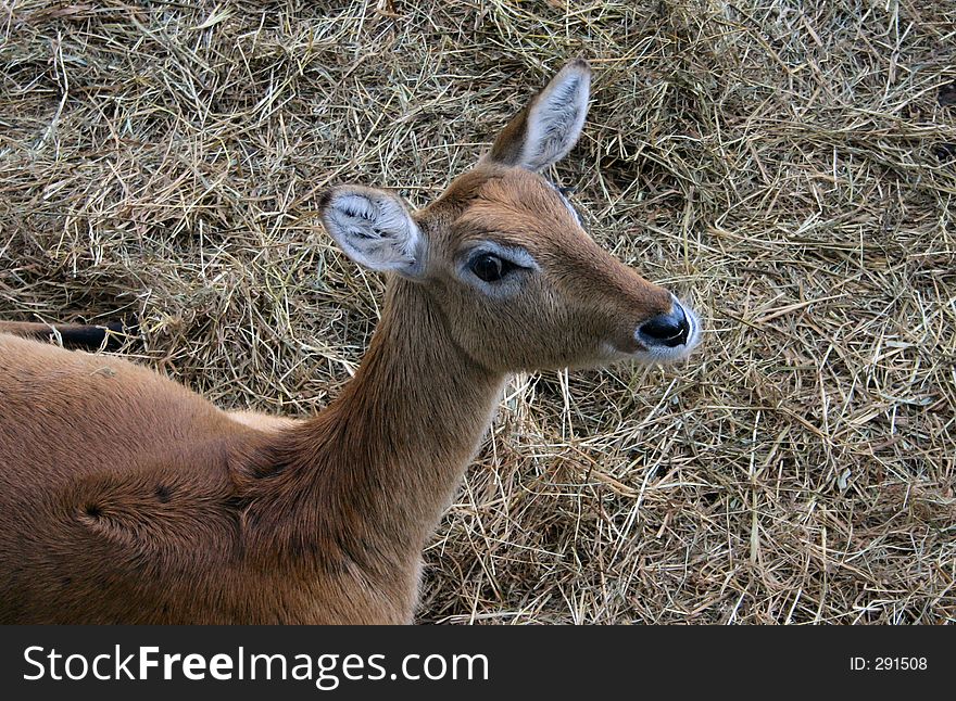 Young waterbuck 2