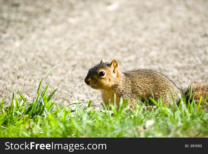 A baby squirrel foraging in the grass stops to pose for the camera. A baby squirrel foraging in the grass stops to pose for the camera