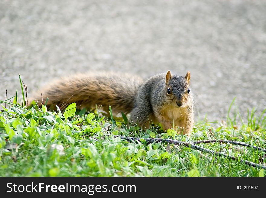 A baby squirrel stops foraging to look in the camera. A baby squirrel stops foraging to look in the camera.