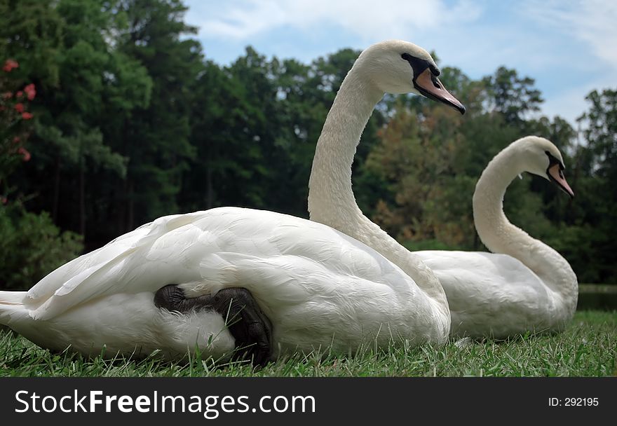 Two swans sitting together on a warm spring day