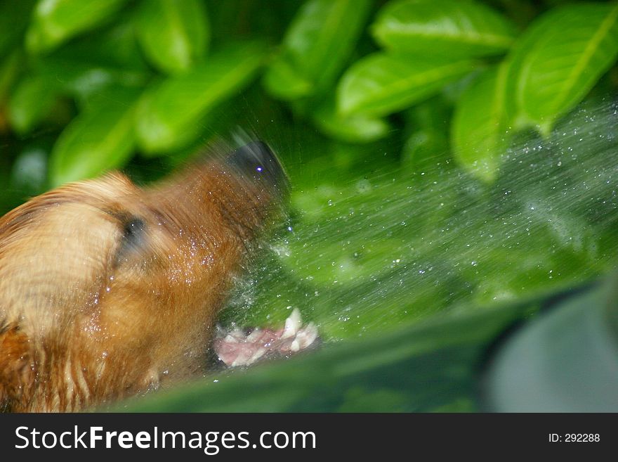 Dog drinks from the hose. Dog drinks from the hose