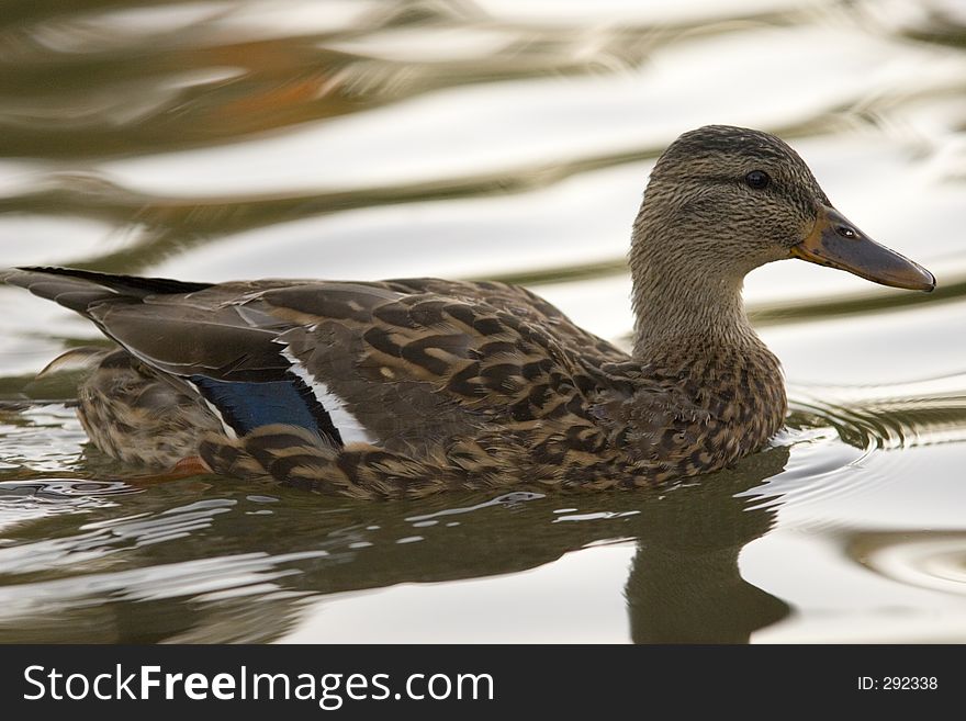 A hen duck at dusk. A hen duck at dusk