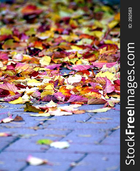 A sidewalk covered in leaves. A sidewalk covered in leaves