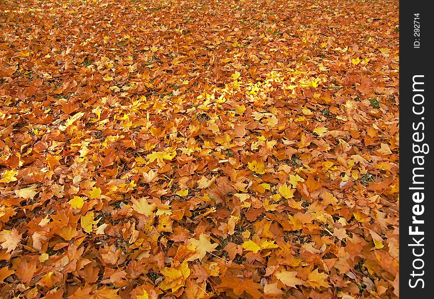 Bed Of Dead Maple Leaves