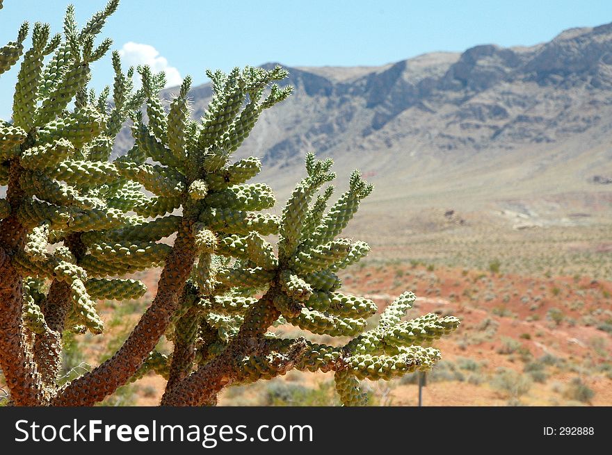 Green Cactus in the Valley of Fire. Green Cactus in the Valley of Fire