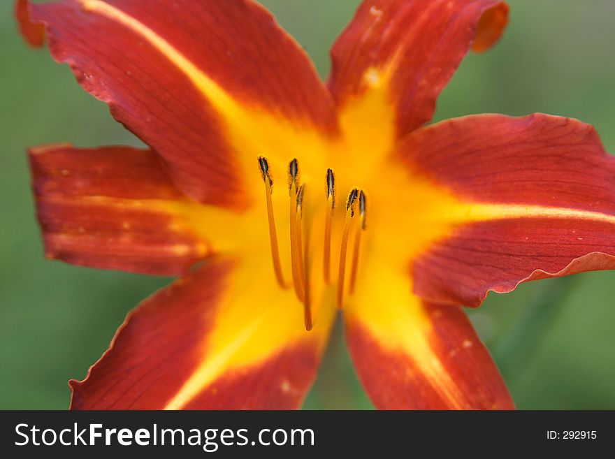 Red and yellow flower close-up