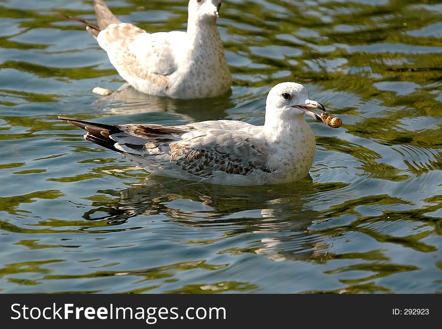 Seagull With Peanut