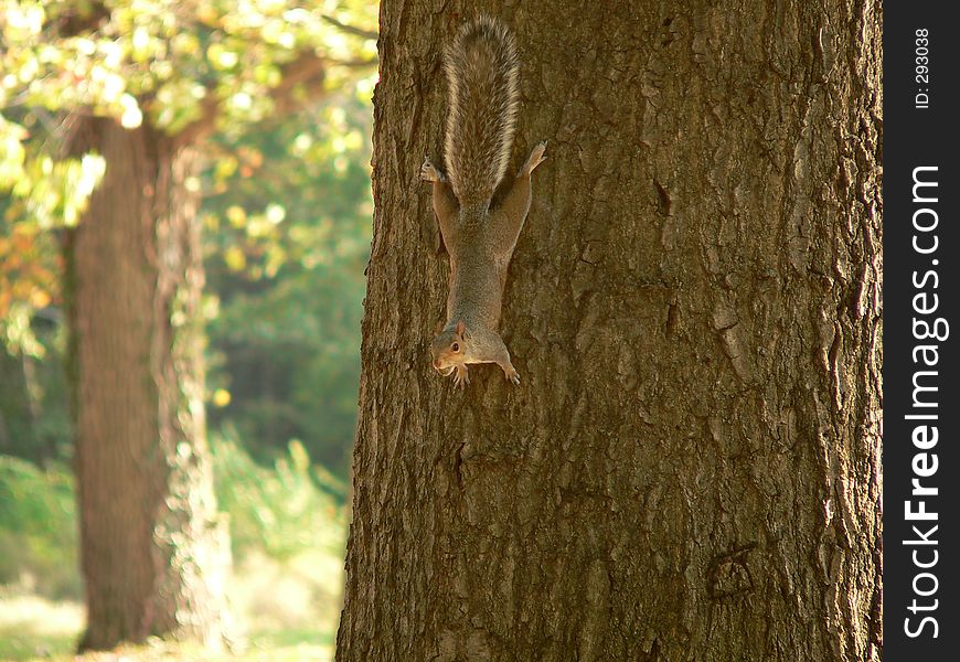 Squirrel With Nut