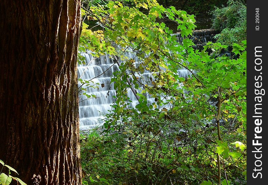 Falls behind tree. Falls behind tree