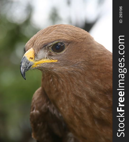 Eagle looking at the camera. Eagle looking at the camera