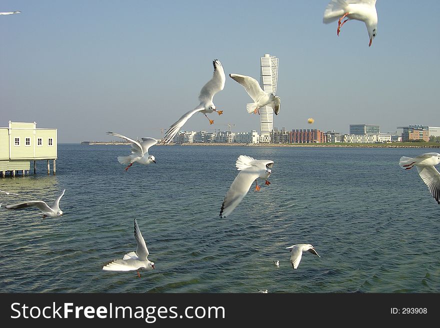 Seagulls flying in the wind. In the background a spectacular building turning torso. Seagulls flying in the wind. In the background a spectacular building turning torso.