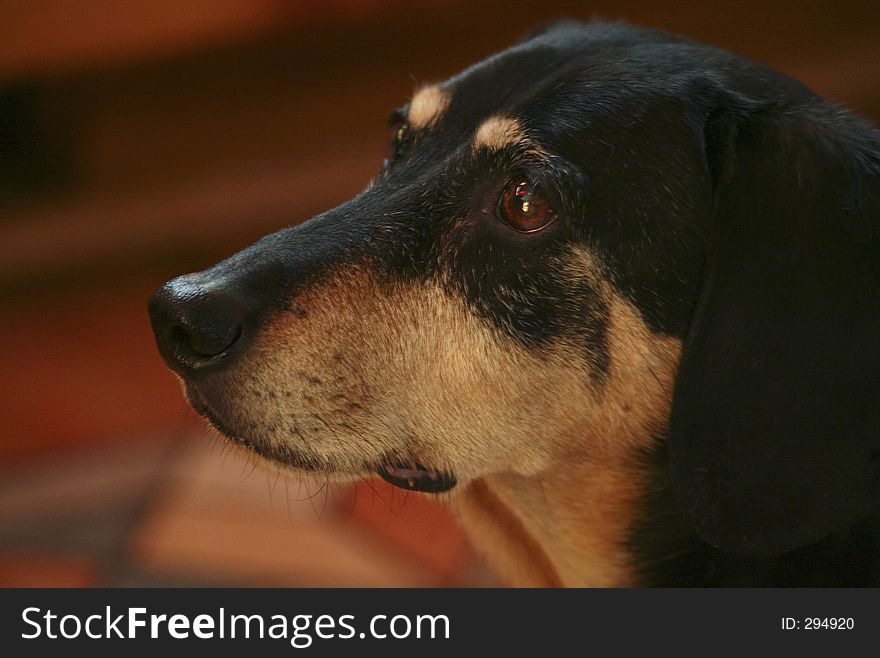 Portrait of a Dachshund