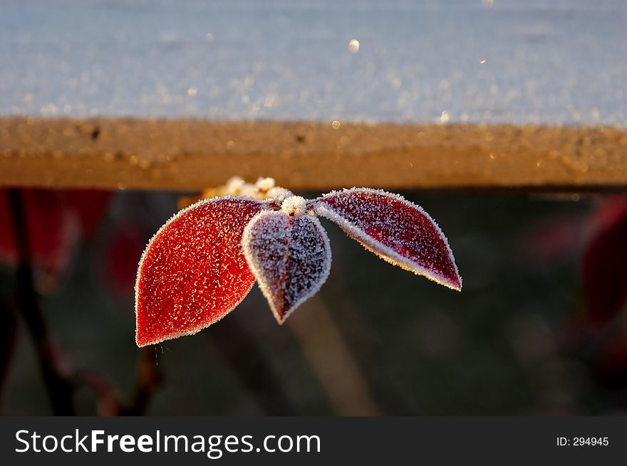 Red Frosty leaves
