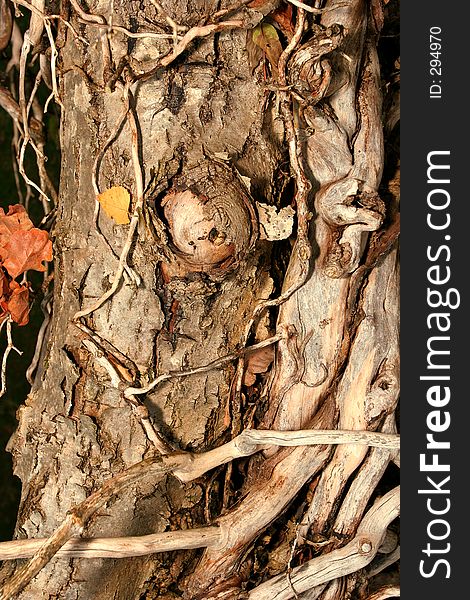 Old dead oak tree trunk, wrapped with dead twisted ivy. Old dead oak tree trunk, wrapped with dead twisted ivy.