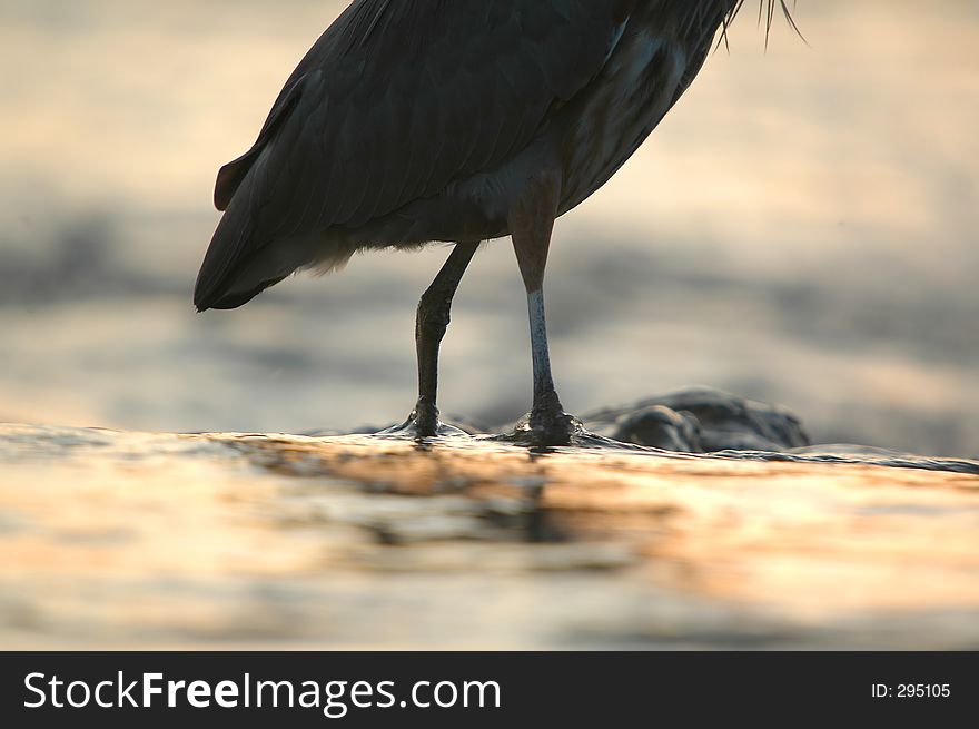 Great blue heron paw silhouette