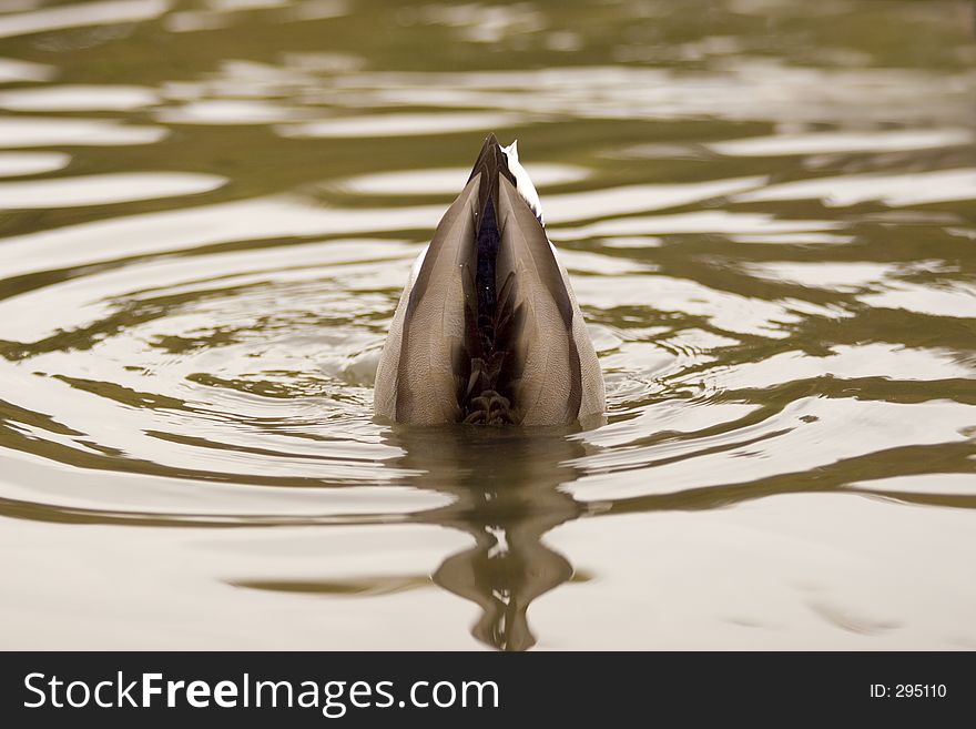 A mallard diving. A mallard diving