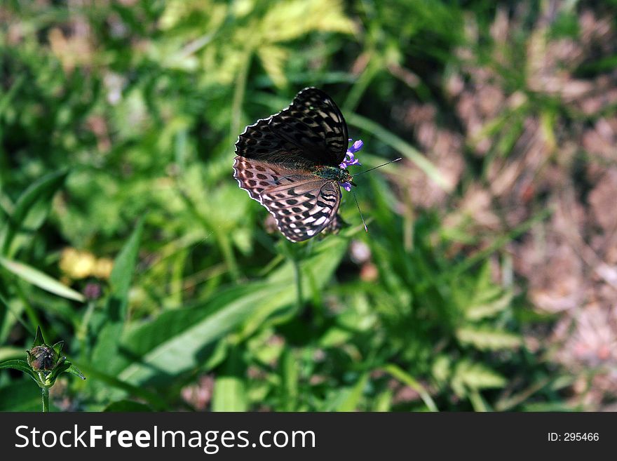 Butterfly seeking nectar