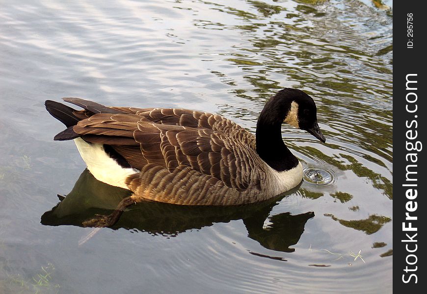 Goose on water
